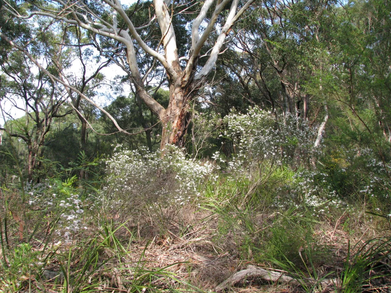 Bush regeneration specialist at work