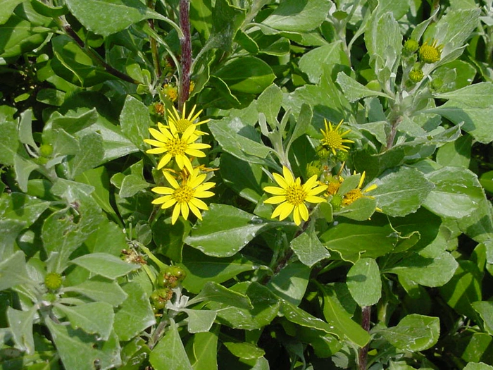 Invasive Species Management